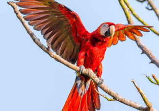 Scarlet Macaw 40