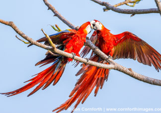 Scarlet Macaw 41