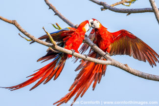 Scarlet Macaw 41