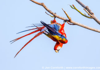 Scarlet Macaw 42