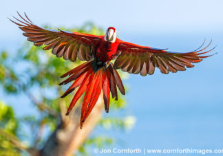 Scarlet Macaw 43