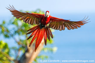 Scarlet Macaw 43