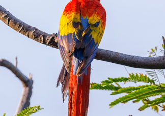 Scarlet Macaw 5
