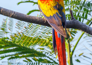 Scarlet Macaw 7