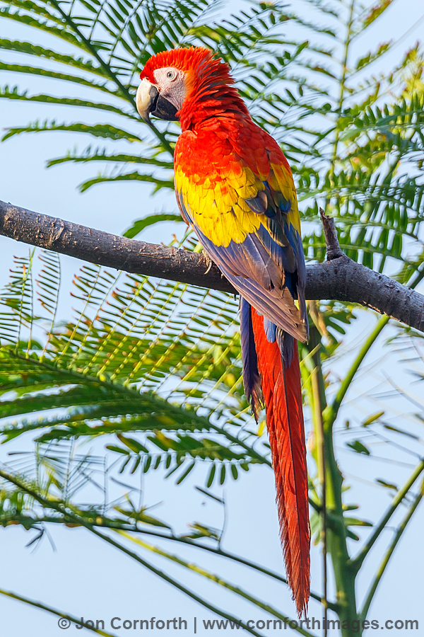 Scarlet Macaw 7
