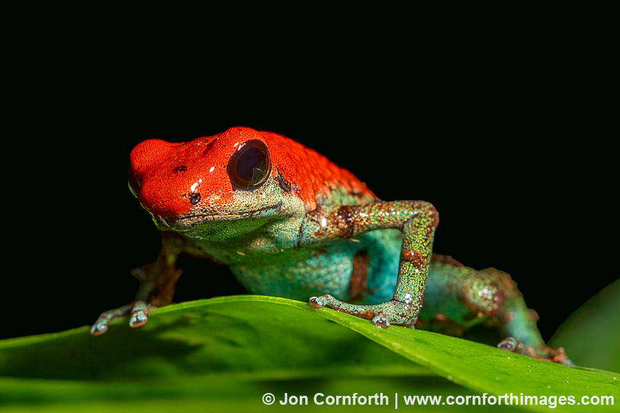 Strawberry Poison Dart Frog 9