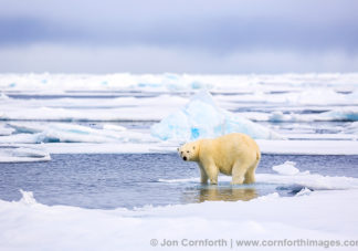 Svalbard Polar Bear 1