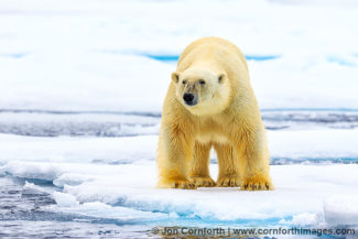 Svalbard Polar Bear 10