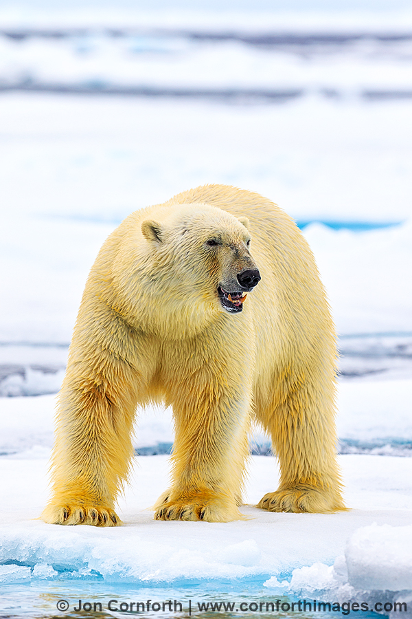 Svalbard Polar Bear 12