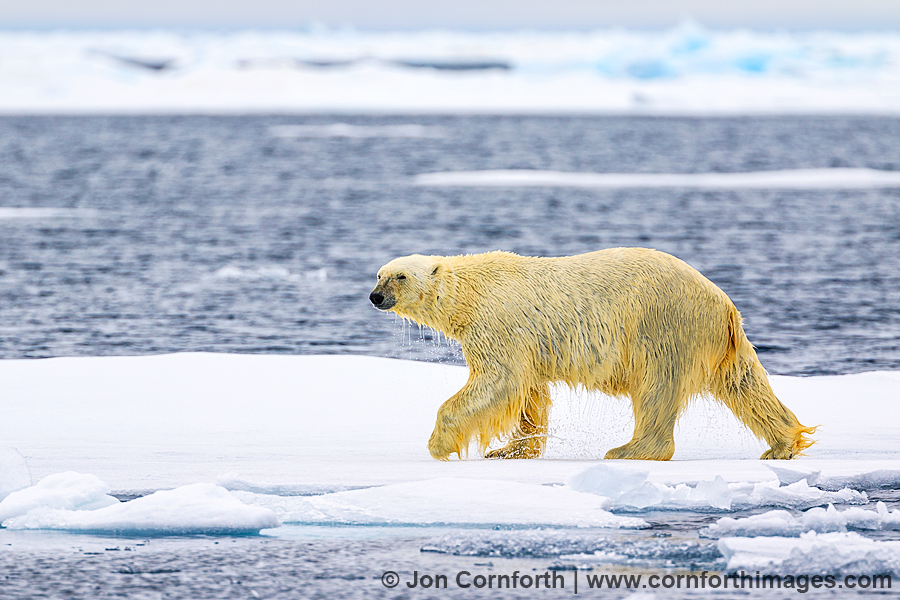 Svalbard Polar Bear 13
