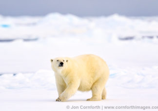 Svalbard Polar Bear 14