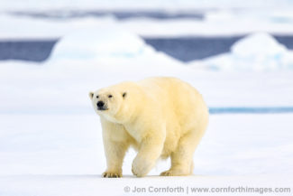 Svalbard Polar Bear 17