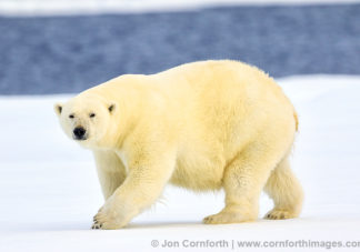 Svalbard Polar Bear 18