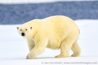 Svalbard Polar Bear 18