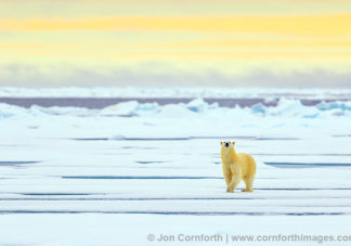 Svalbard Polar Bear 19