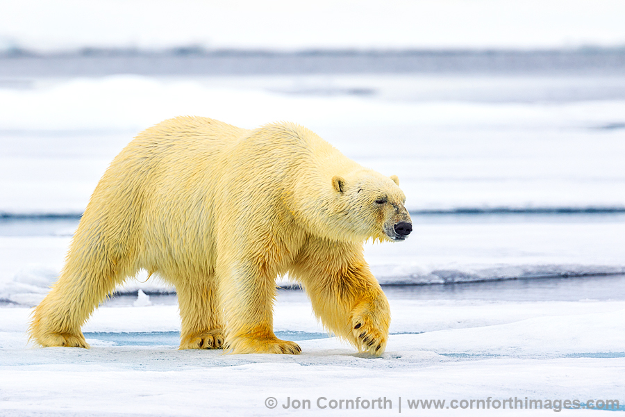 Svalbard Polar Bear 20