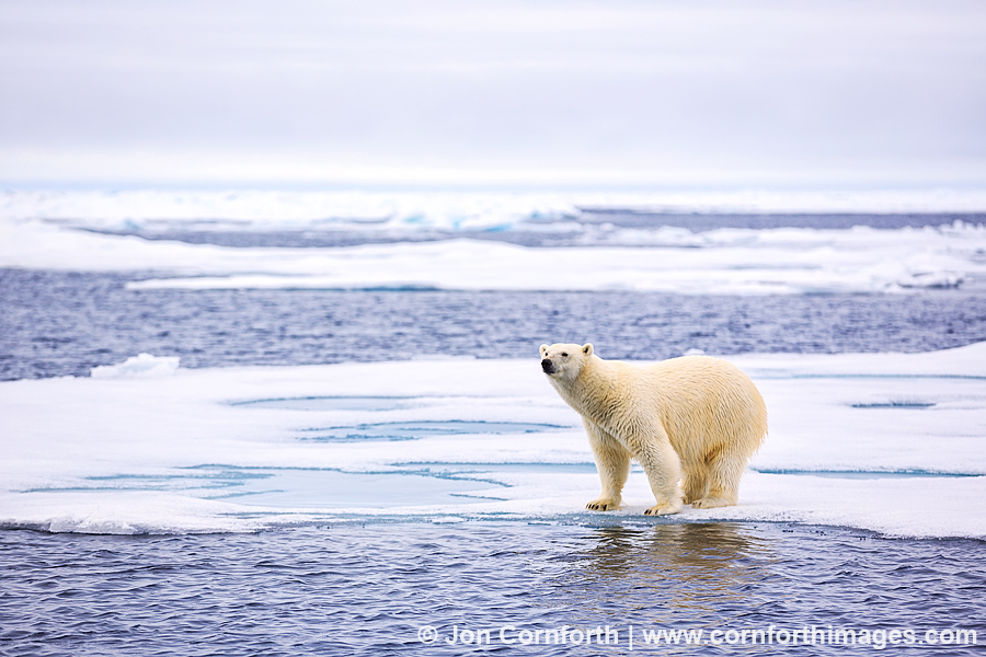 Svalbard Polar Bear 4