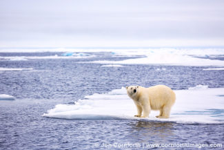 Svalbard Polar Bear 5