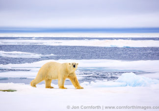 Svalbard Polar Bear 6