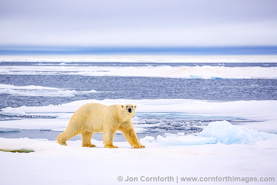 Svalbard Polar Bear 6