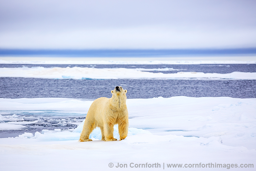 Svalbard Polar Bear 7