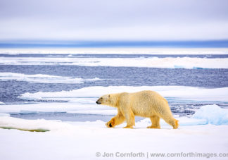 Svalbard Polar Bear 8