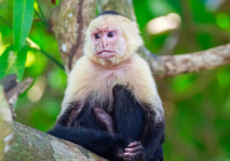 White Faced Capuchin 17