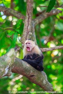 White Faced Capuchin 19