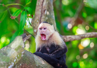 White Faced Capuchin 19