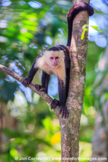 White Faced Capuchin 21