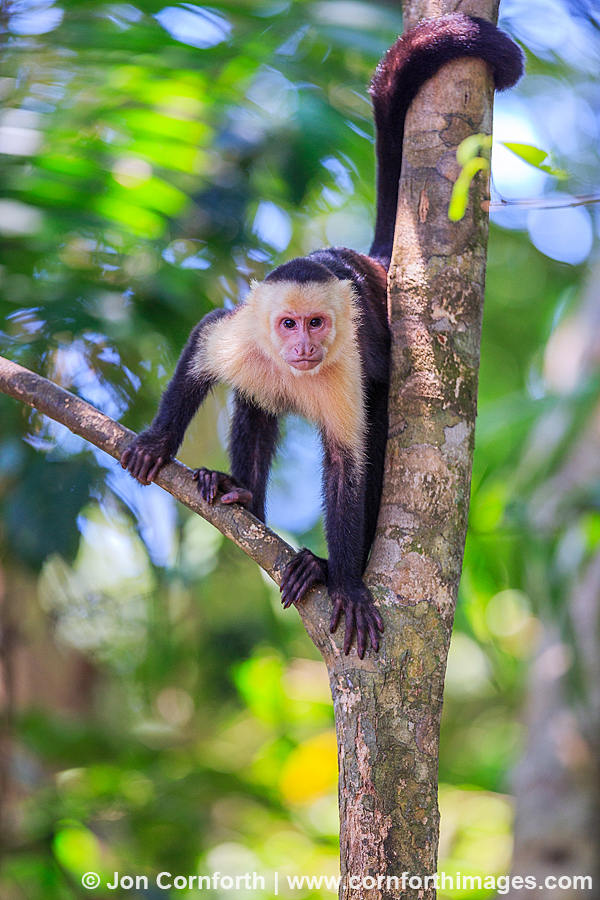 White Faced Capuchin 21
