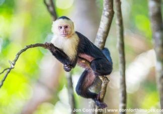 White Faced Capuchin 31
