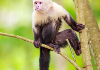 White Faced Capuchin 4