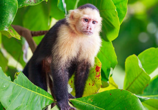 White Faced Capuchin 5