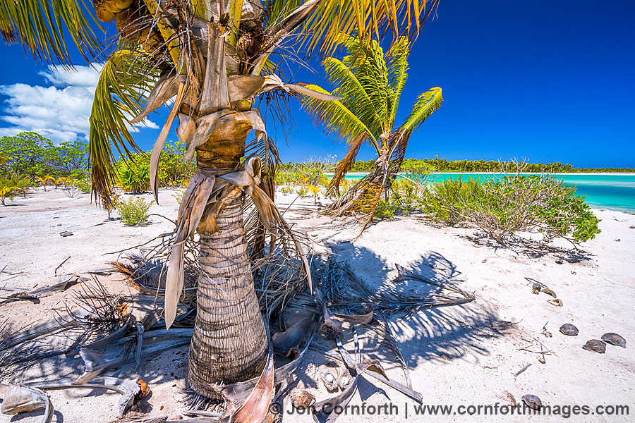 Christmas Island Coconut Palms 2
