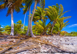 Christmas Island Coconut Palms 4