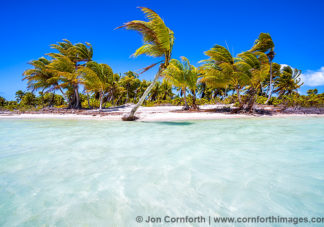 Christmas Island Coconut Palms 6