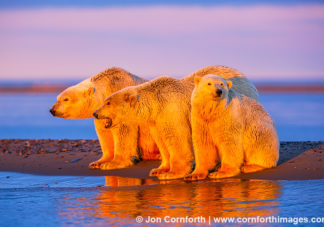 Barter Island Polar Bears 125