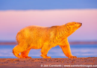 Barter Island Polar Bears 127