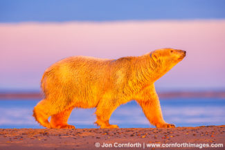 Barter Island Polar Bears 127