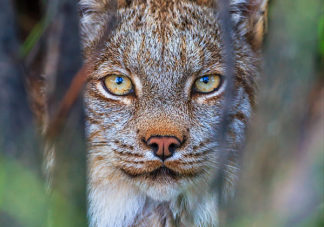 Denali Lynx 1
