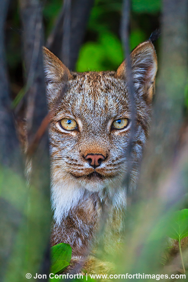 Denali Lynx 1