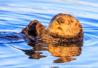 California Sea Otter 16