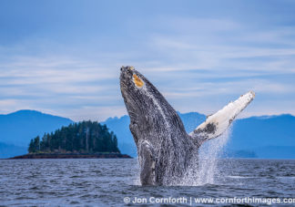 Humpback Whale Breach 300