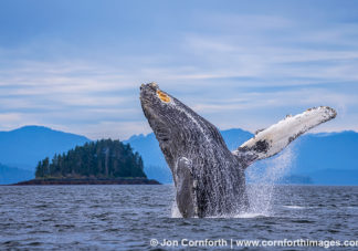 Humpback Whale Breach 301