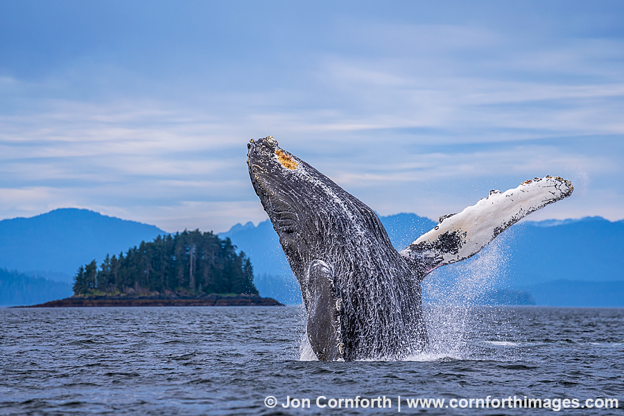 Humpback Whale Breach 301