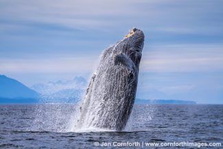 Humpback Whale Breach 302