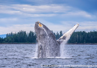 Humpback Whale Breach 304