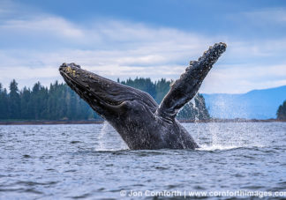 Humpback Whale Breach 306