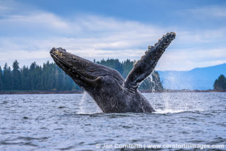 Humpback Whale Breach 306